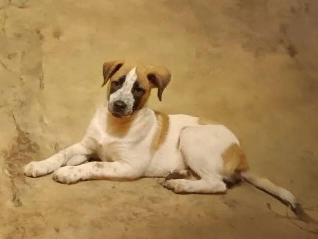 Пропал пёс Стёпа, район магазина Газтехника