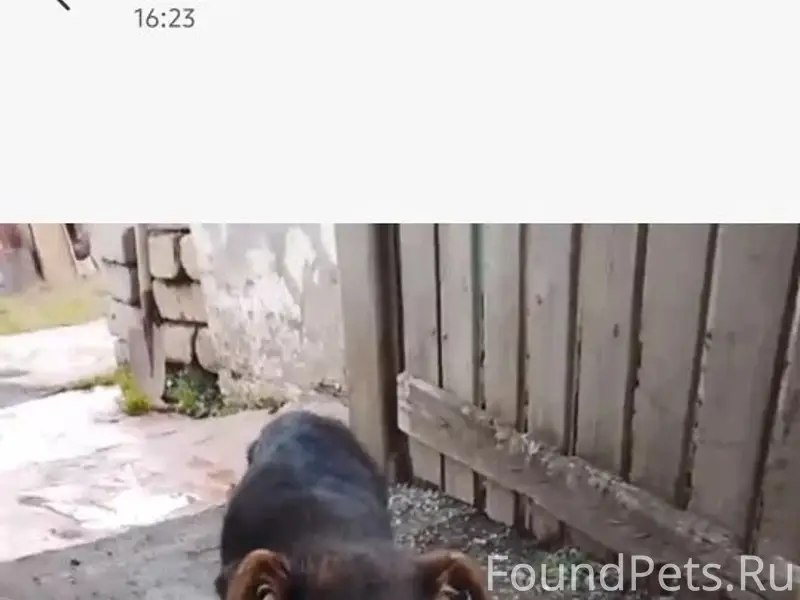 Пропала собака Айза, район 38 школы