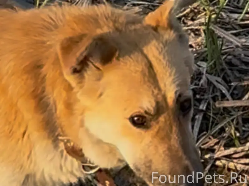 Пропал рыжий пёс Боб, Молодёжка