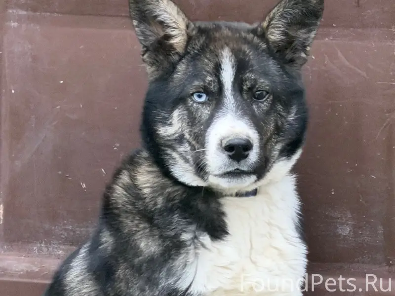 Пропал пёс Пират, ул. Малышева