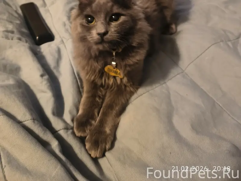 Пропал кот, дом Юных Ленинцев 48