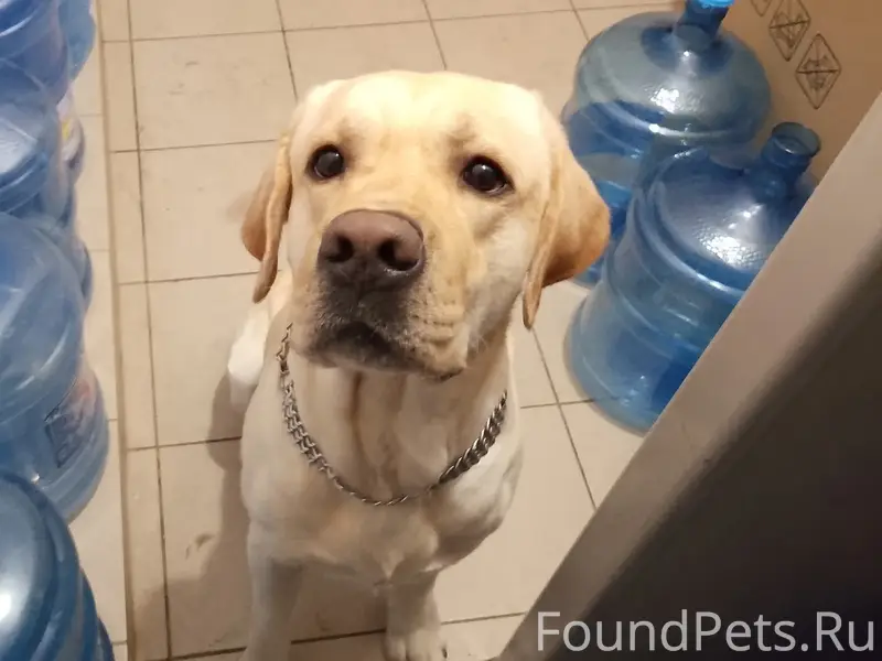 Пропала собака, Усолье Строгановское