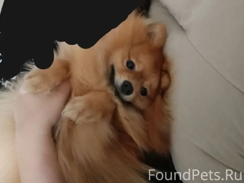 Пропал шпиц Тоби, Советский