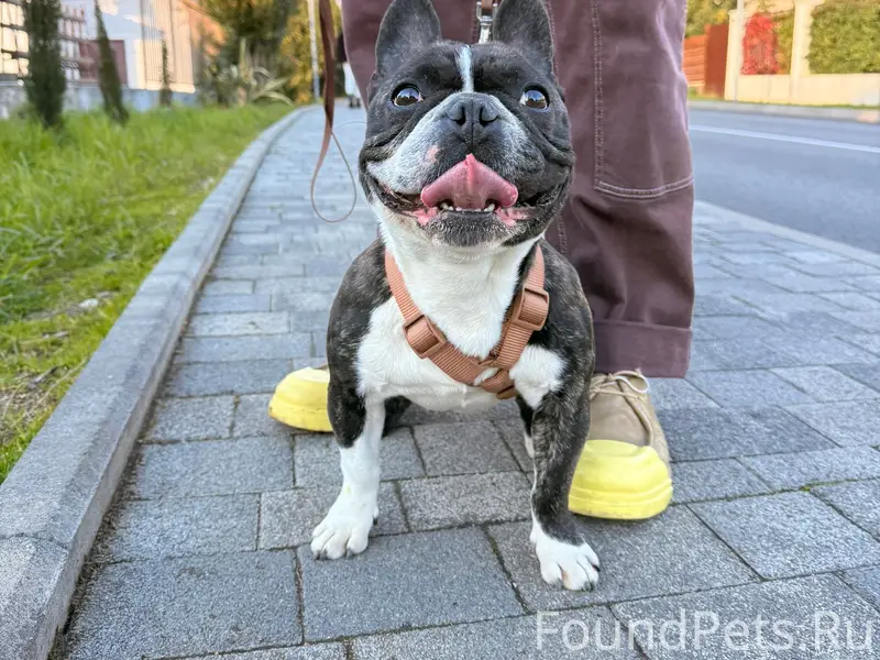 Найден французский бульдог, Мирный