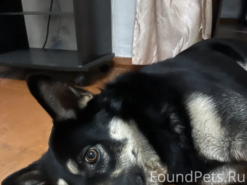 Пропал метис овчарки Рекс, с. Ключникова Балка