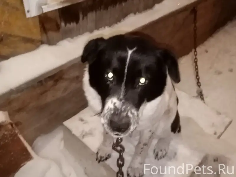 Пропал пёс, Чунжино