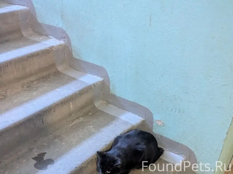 Найден чёрный кот/кошка на улице Ровио