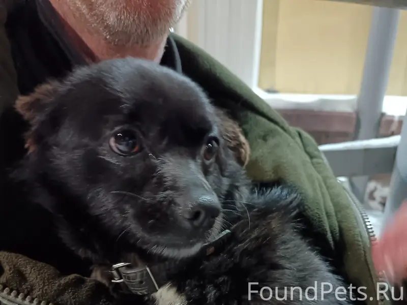 Найден кобель, трёхногий, улица бр. Пудовкиных