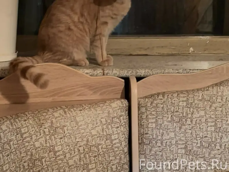 Пропал кот Бакс, Линейная 18