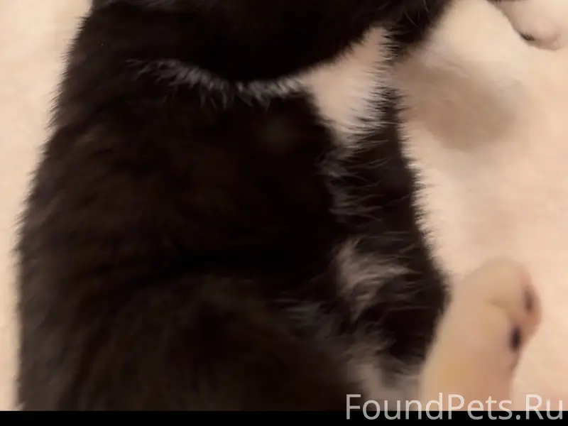 Пропала гладкошёрстная кошка, в районе 8 дома