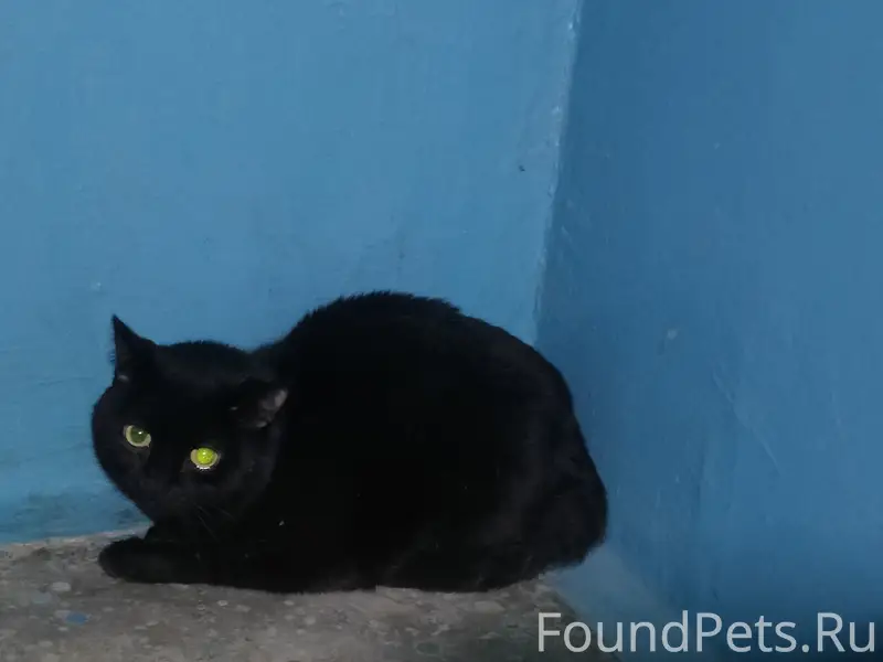 Найден кот британской породы, Красноармейский р-н