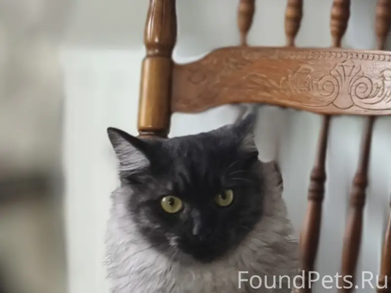 Пропал кот Григорий, г. Судогда