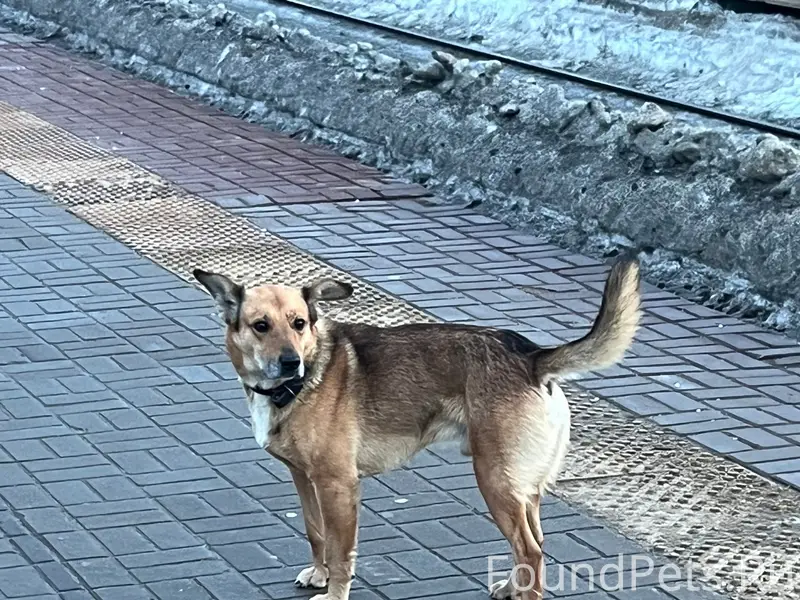 Пропала собака, Медведка