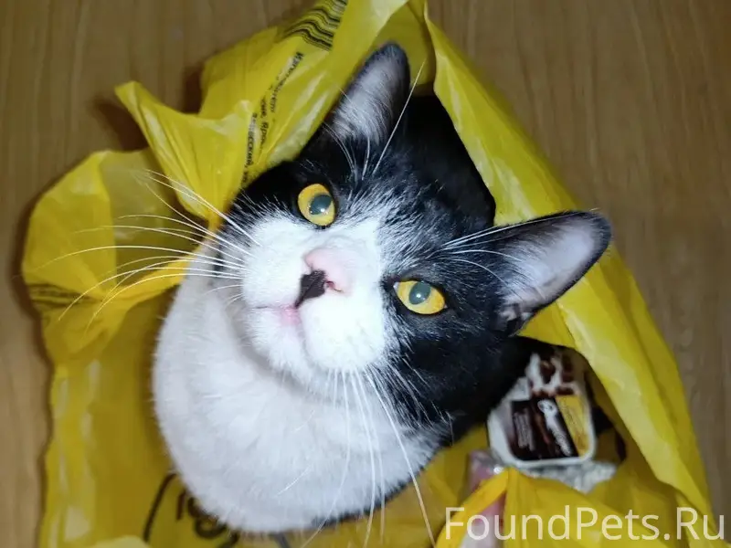 Пропал кот, Затверечье, ул. 1-я Новозаводская