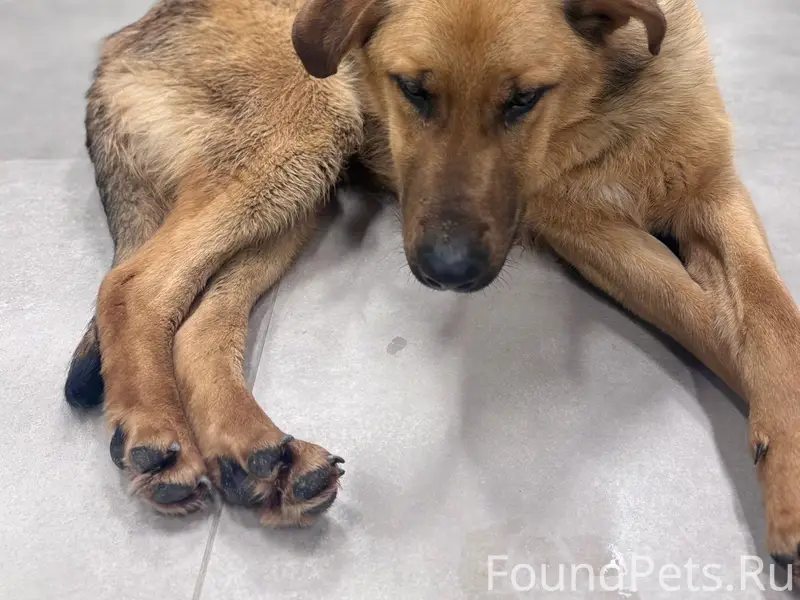 Найден пёс без бирки и ошейника