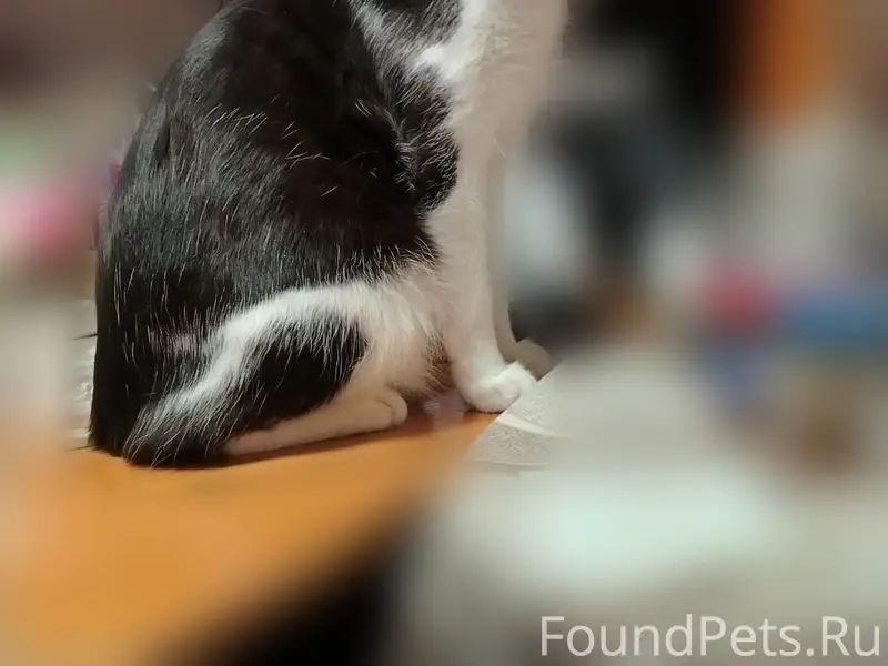 Пропал кот Шастик, район улицы Пушкина и Островского