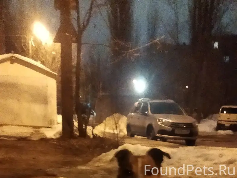 Пропала собака, улица Пеше-Стрелецкая