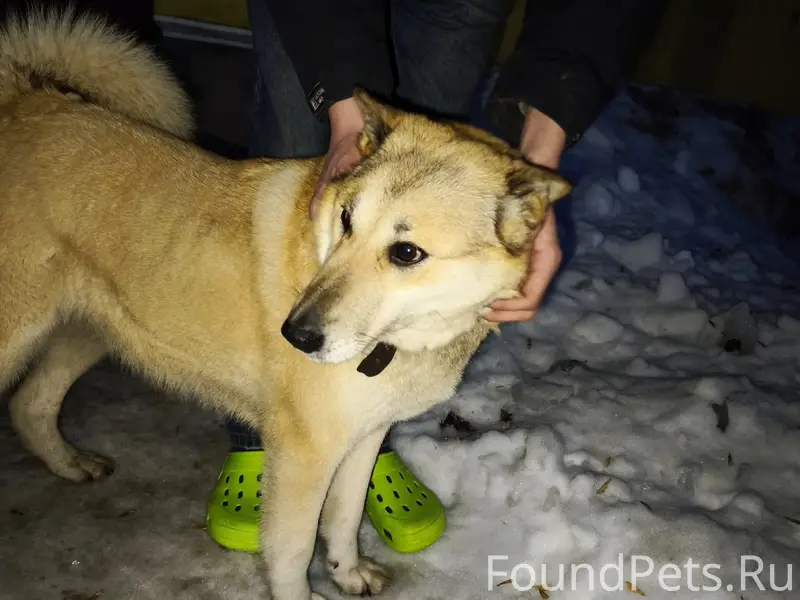 Найден пёс, Фабричный район