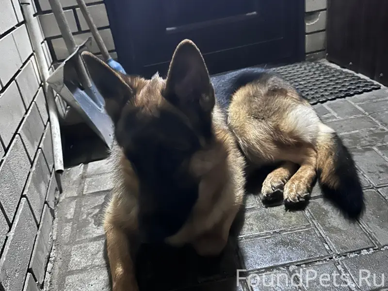 Пропал кобель Немецкая Овчарка Акут, ул. Максима Горького