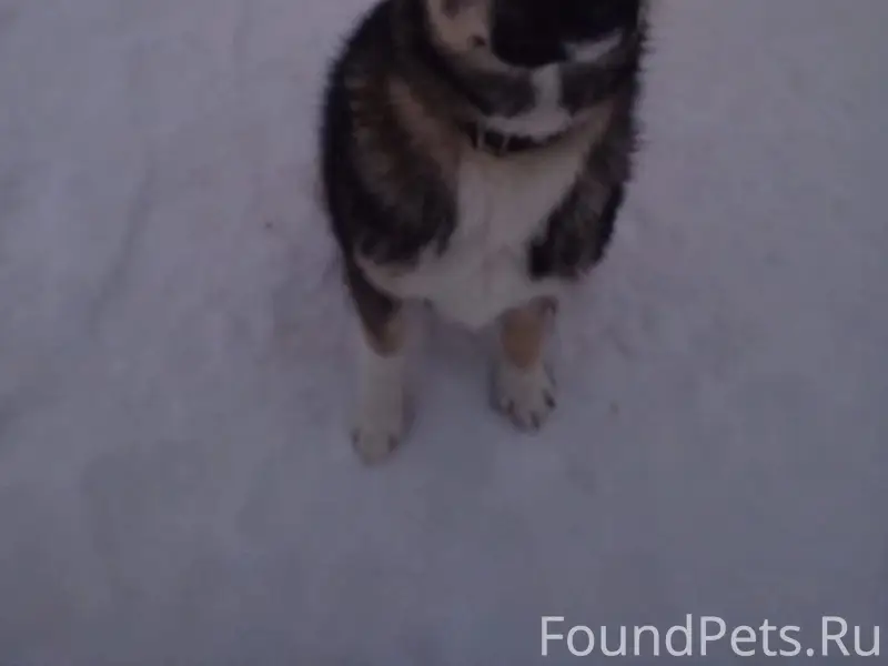 Пропала собака