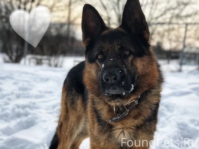 Пропала немецкая овчарка, микрорайон Черёмушки