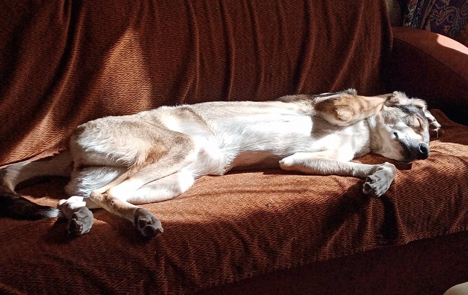 Пропала собака Сису, Нижняя