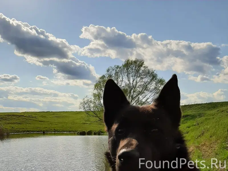 Пропал Мухтар, Электроугли/Ногинск