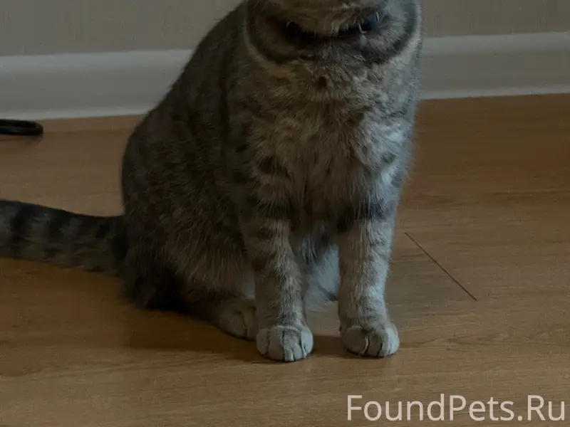 Пропал кот Маркиз, Индустриальное шоссе 22