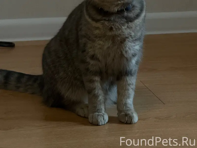 Пропал кот Маркиз, Индустриальное шоссе 22