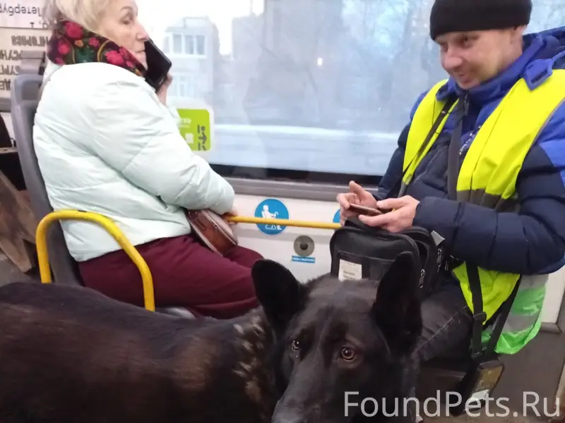 Пропал чёрный пес, похож на овчарку, ул. Б. Санкт-Петербургская