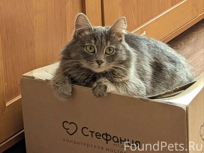 Пропала кошка, квартал 92/93