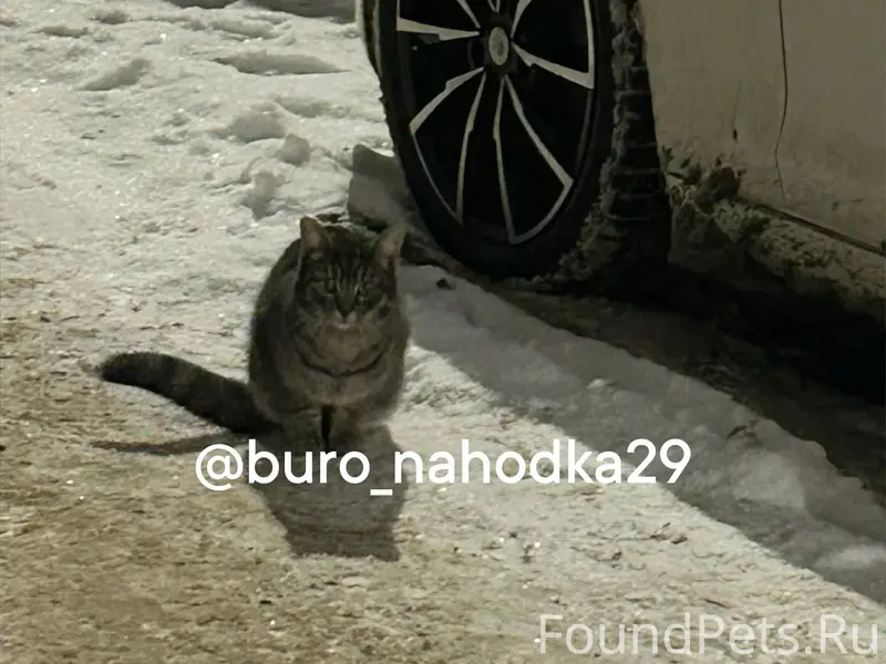 Найдена кошка, улица Гайдара