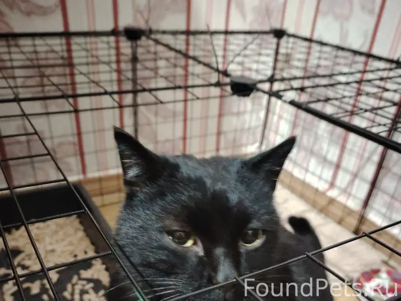 Найдена кошка с белым пятном, возле муравейника