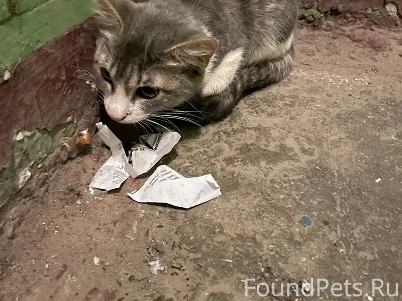 Найден котёнок, пр. Гагарина, 218