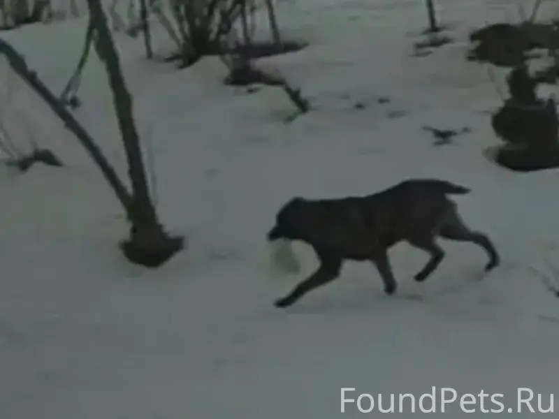 Найдена собака, место не указано