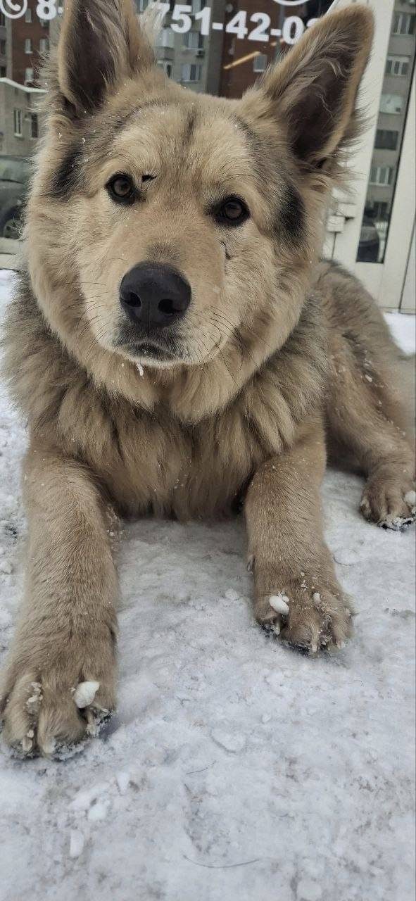 Найден кобель, Орехово-Зуево