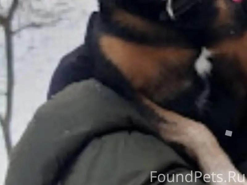 Пропал цвергпинчер Филя, фабричный район