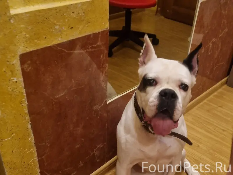 Найден тип собака, 15 микрорайон