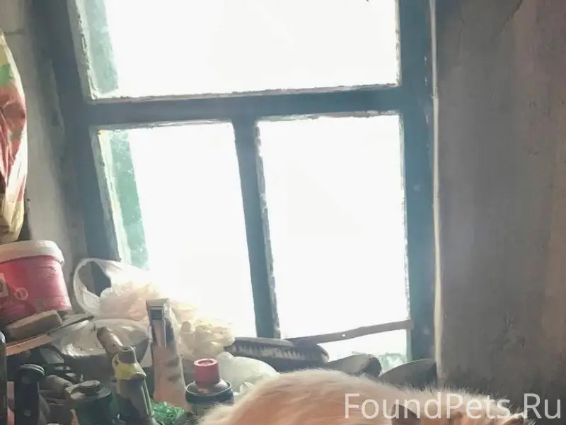 Пропал белый кот Маркиз