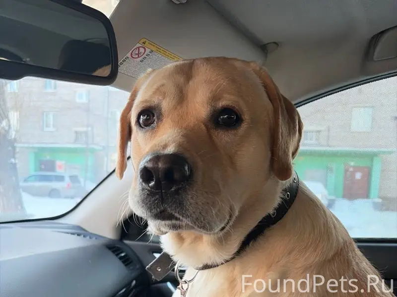 Найден пёс, рынок Черёмушки