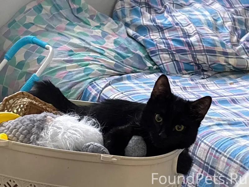 Пропал котёнок Сажик, улица 1 Колхозная 2