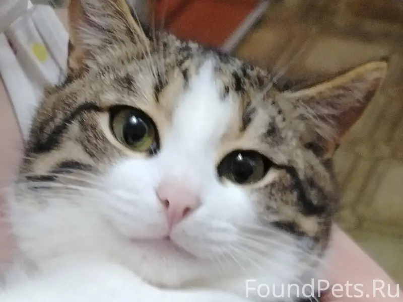 Пропал кот Барсик, район ул. Куйбышева, Кирова