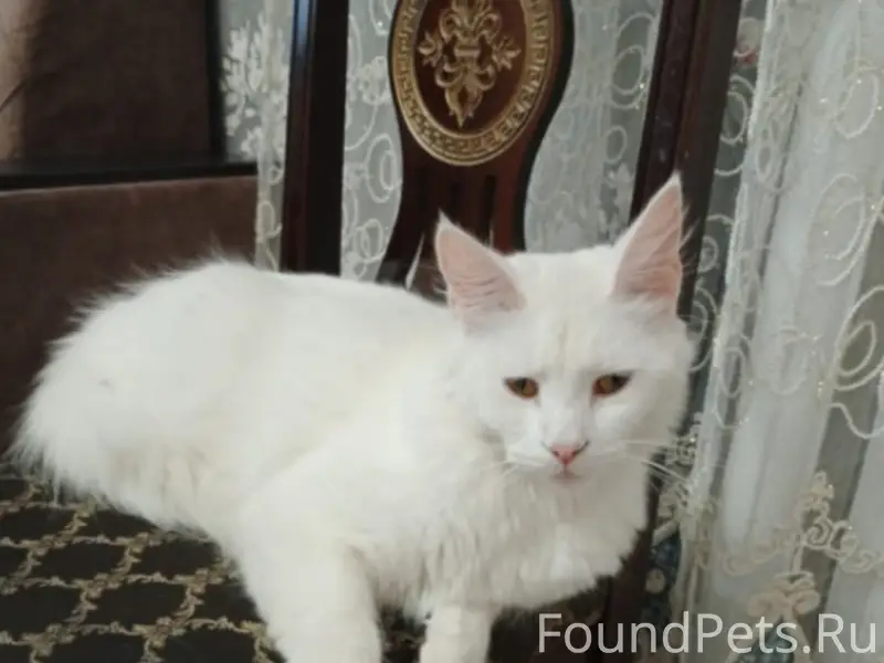 Пропал кот, район ул. Свободы и Лопатина