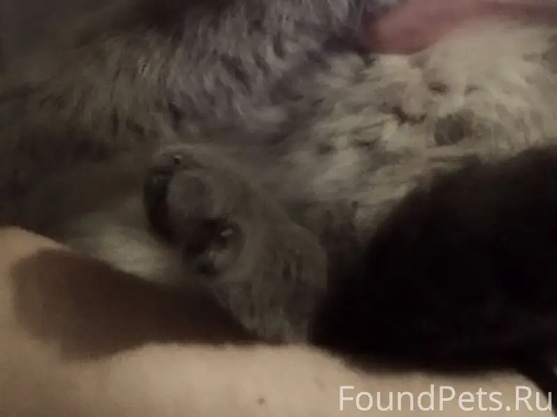 Найдена кошка, Барнаул, 80-й Гвардейской Дивизии