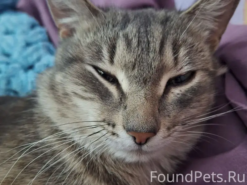 Пропал котёнок Кузя, район Пирогова