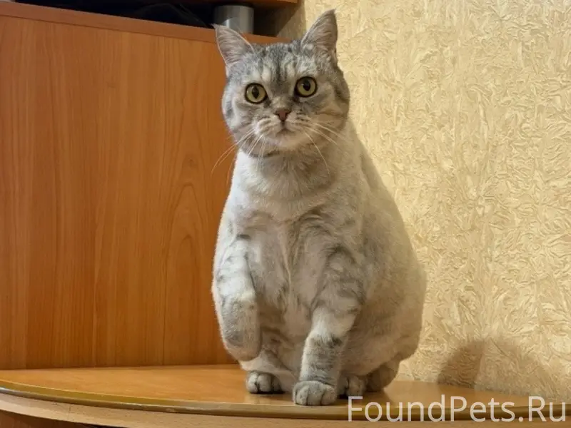 Найдена кошка, пр. Победы 24а