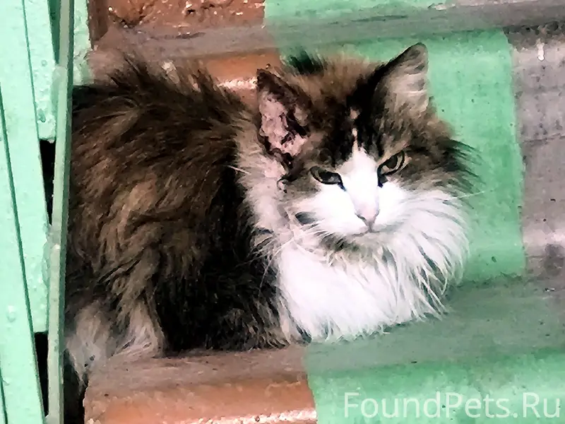 Найдена кошка, подъезд