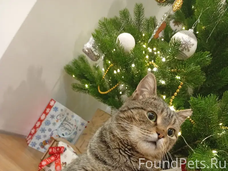 Пропал кот Кузя, улица Садовая