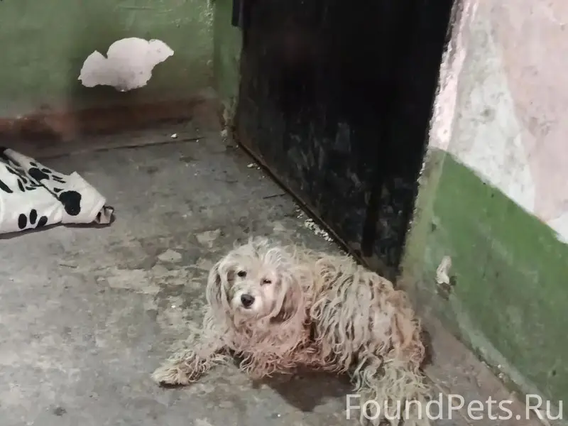 Найден щенок, Кузнецкий район