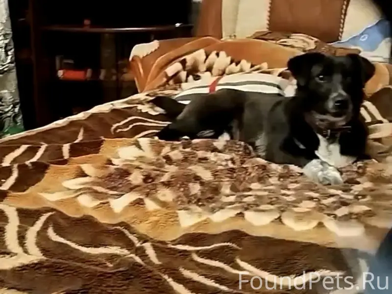 Пропал щенок Жулик, район Юбилейного